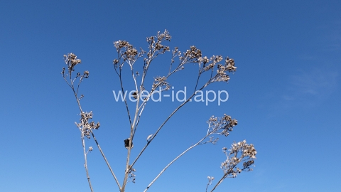 pepperweed, perennial